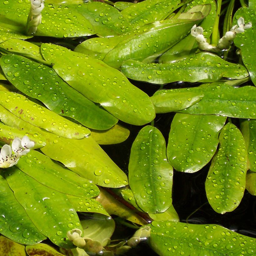 Aponogeton distachyos (Lehvistö)