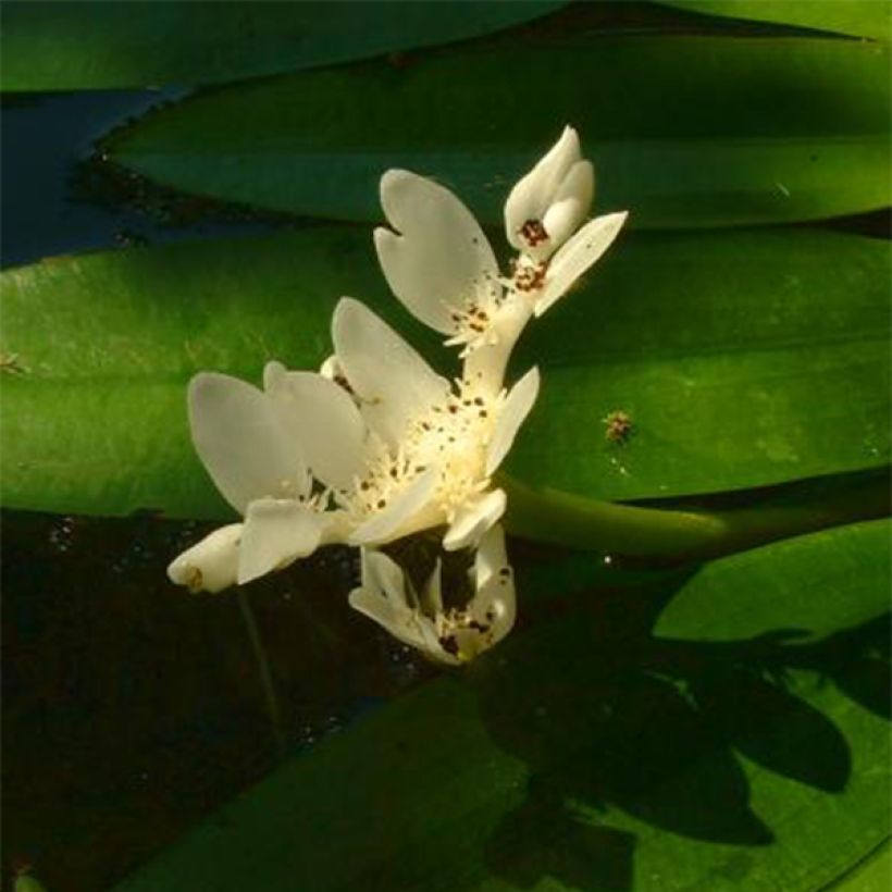 Aponogeton distachyos (Kukinta)