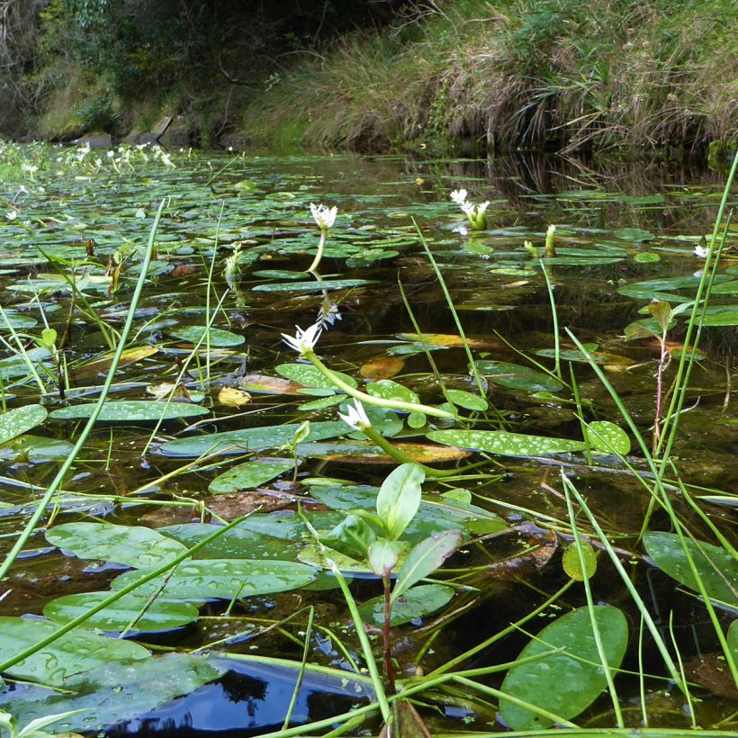 Aponogeton distachyos (Kasvutapa)