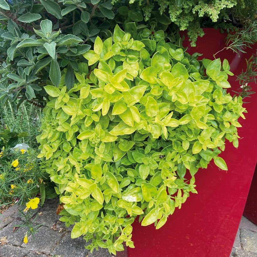 Mesiherttalehti Golden Cascade (Kasvutapa)