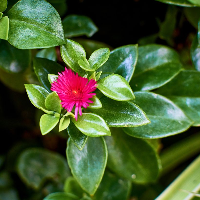 Mesiherttalehti - Aptenia cordifolia (Lehvistö)