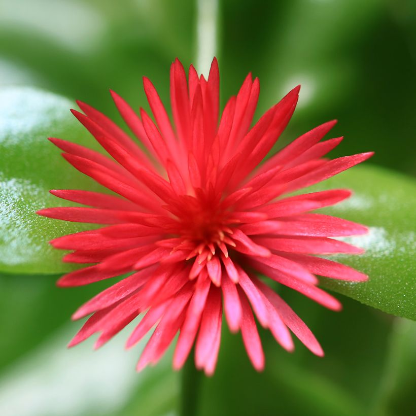Mesiherttalehti - Aptenia cordifolia (Kukinta)