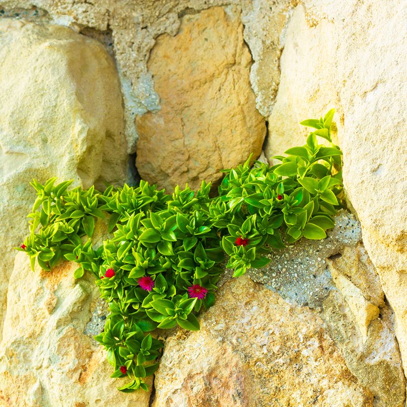 Mesiherttalehti - Aptenia cordifolia (Kasvutapa)