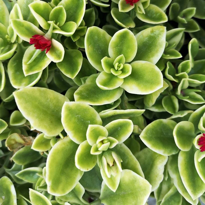 Mesiherttalehti Variegata (Lehvistö)