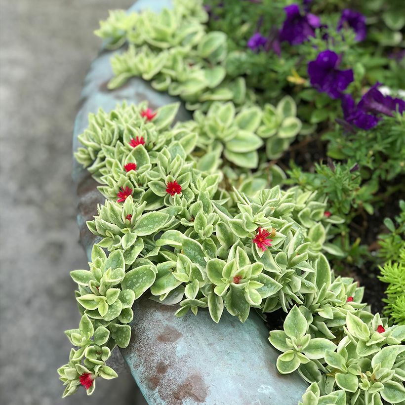 Mesiherttalehti Variegata (Kasvutapa)