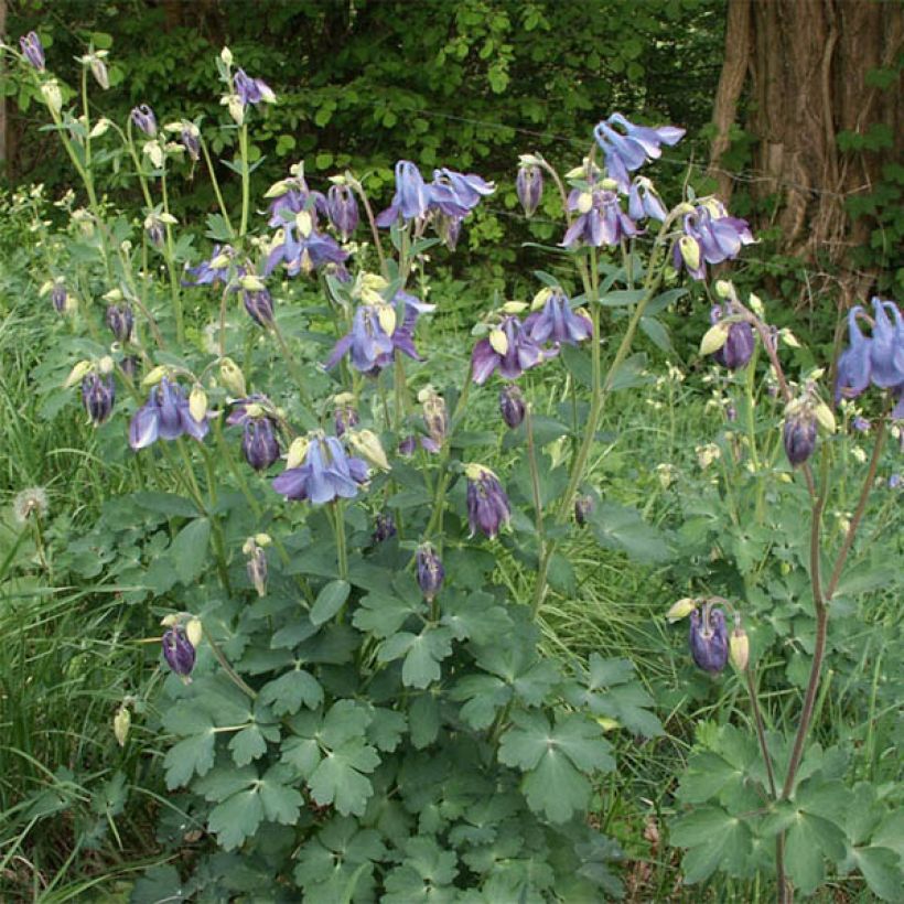 Lehtoakileija Songbird Series Bunting (Kasvutapa)