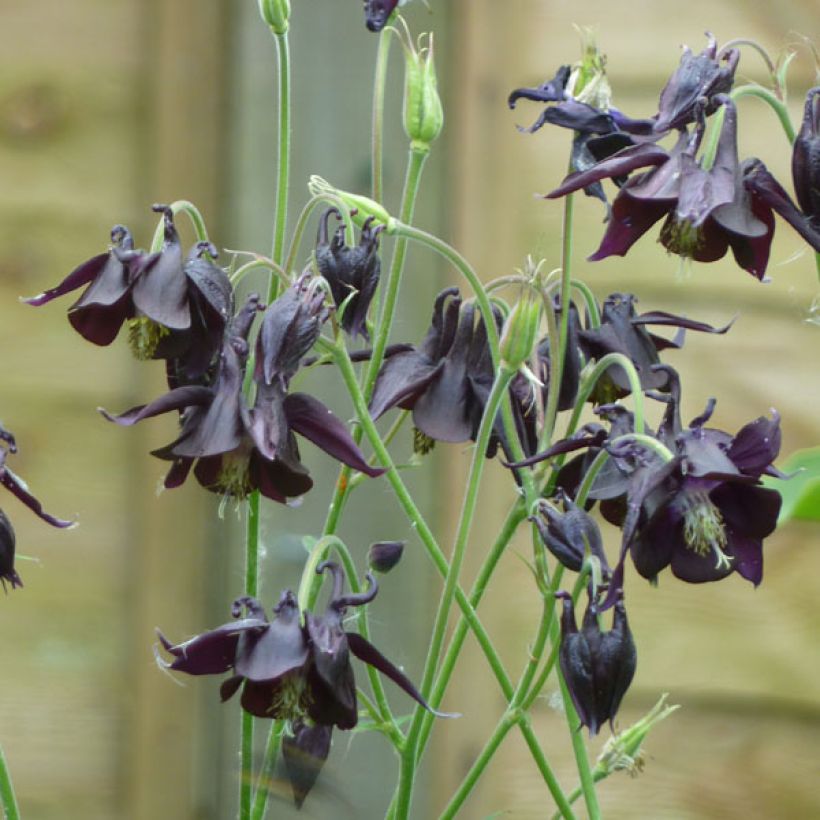 Sysiakileija - Aquilegia atrata (Kasvutapa)