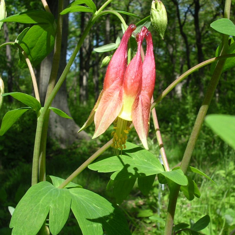 Kanadanakileija - Aquilegia canadensis (Lehvistö)