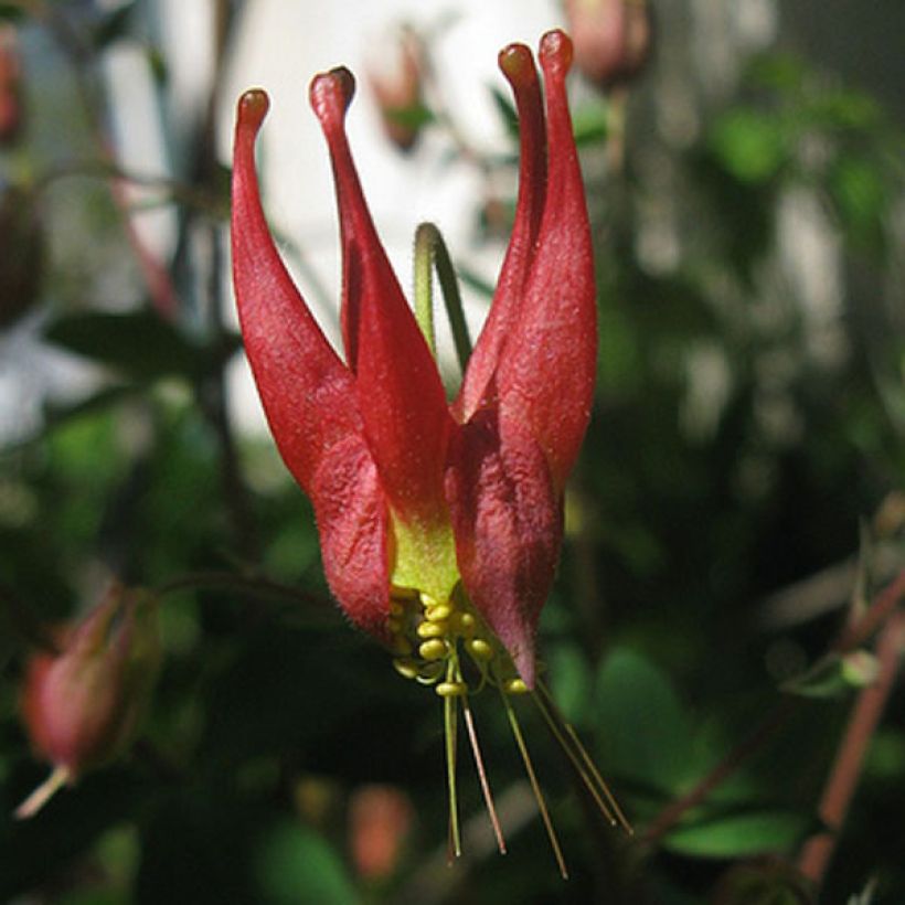 Kanadanakileija Little Lanterns (Kukinta)
