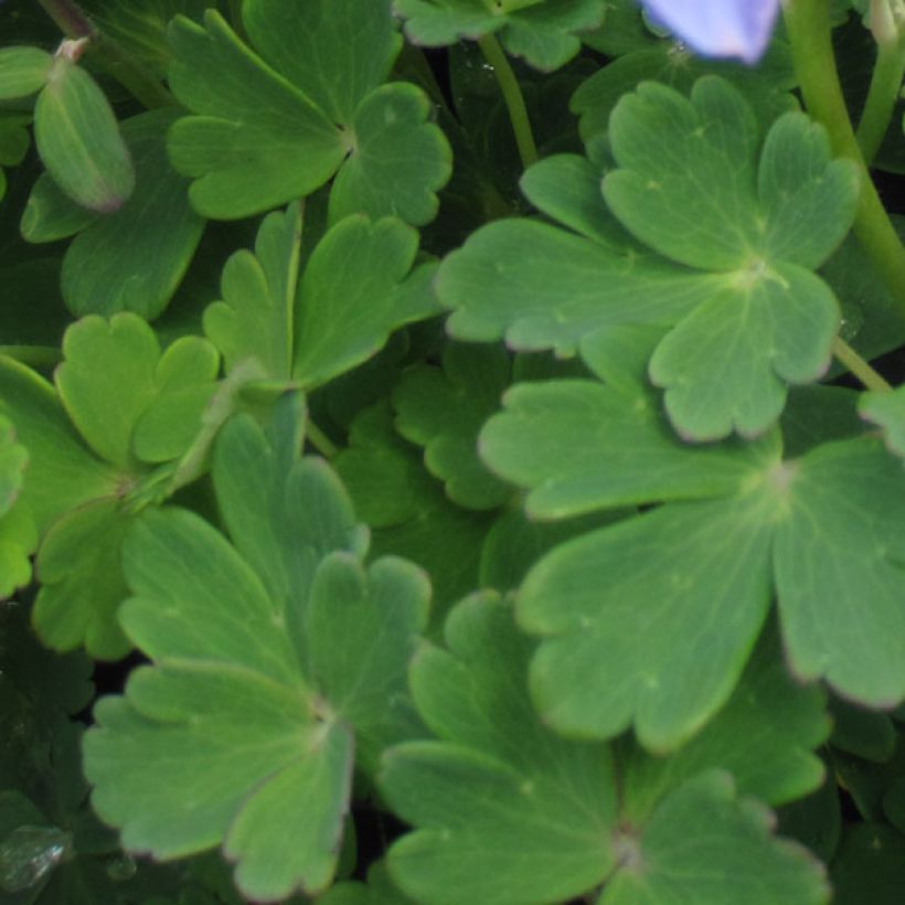 Akileija Ministar (Lehvistö)