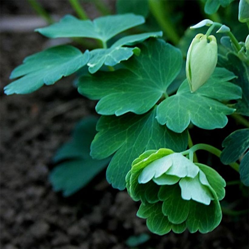 Akileija var. pumila alba (Lehvistö)