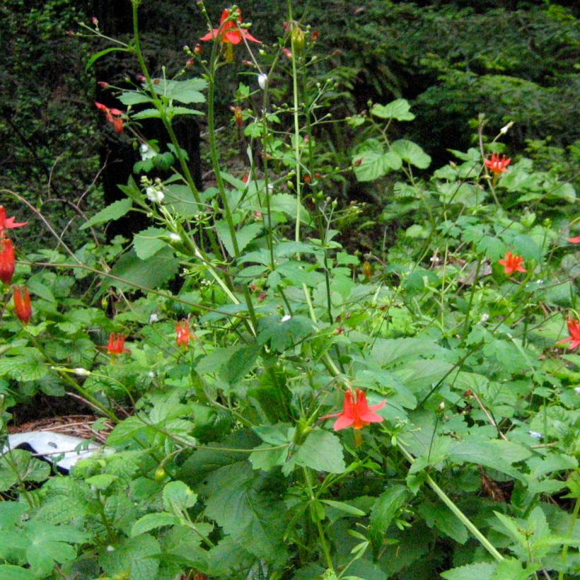 Tuliakileija - Aquilegia formosa (Kasvutapa)