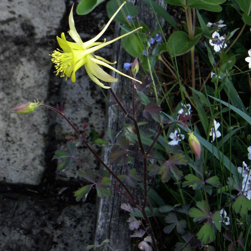 Haukanakileija - Aquilegia longissima (Kasvutapa)