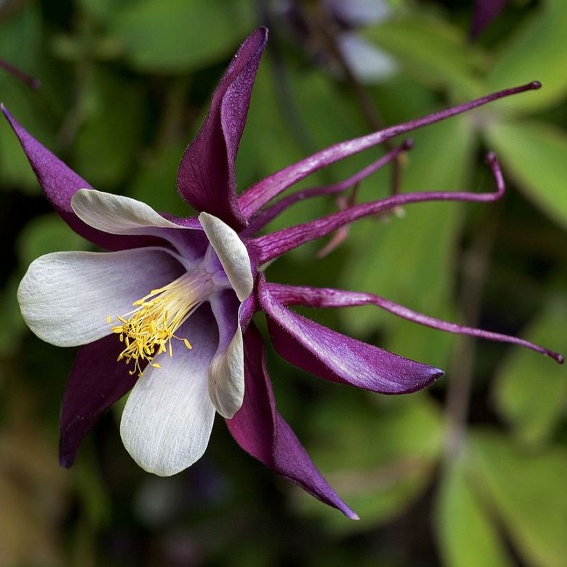 Akileija - Aquilegia rockii (Kukinta)