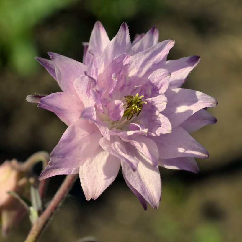 Lehtoakileija var. stellata Rose Barlow (Kukinta)