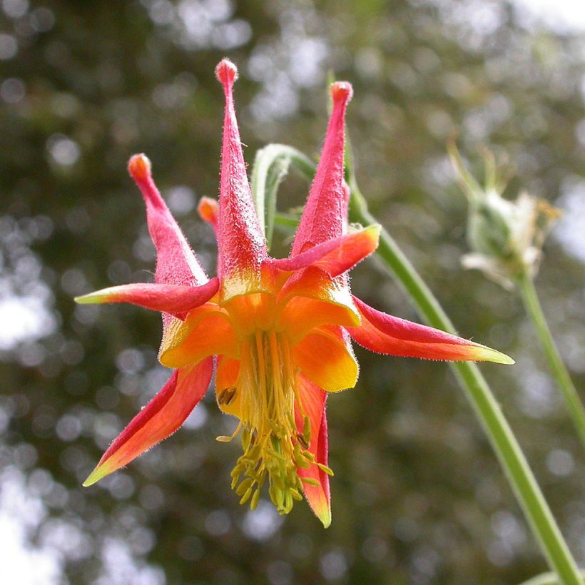 Meksikonakileija - Aquilegia skinneri (Flowering)