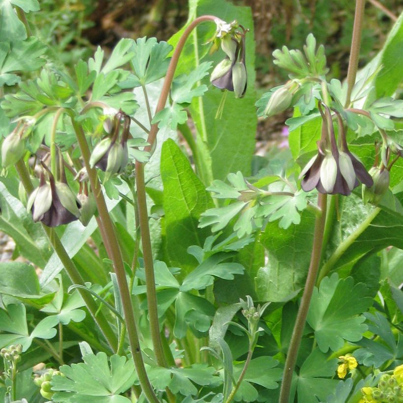 Dahurianakileija - Aquilegia viridiflora (Kasvutapa)