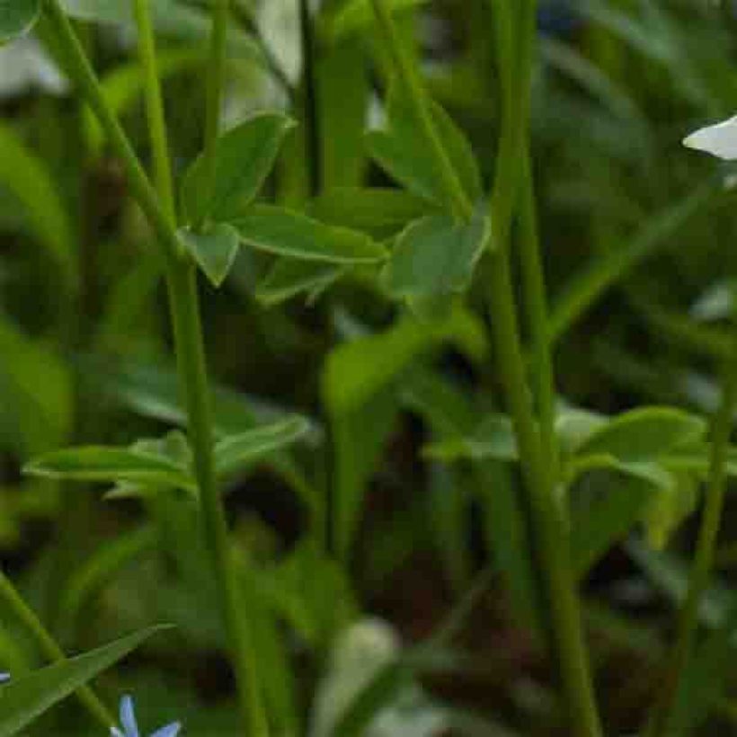Akileija Munstead White (Lehvistö)
