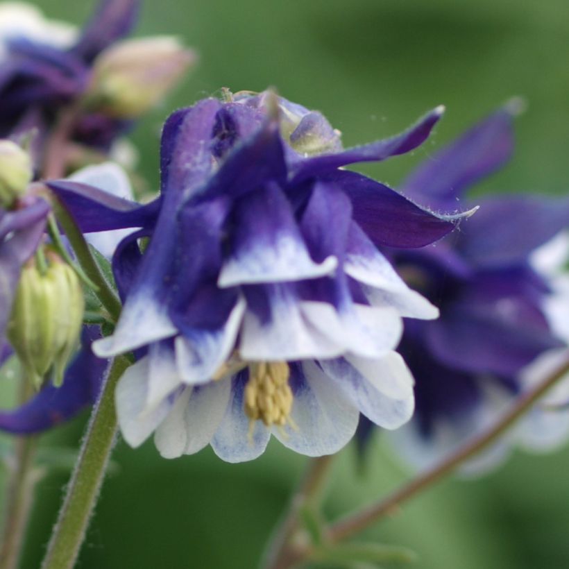 Lehtoakileija Winky Blue White (Kukinta)