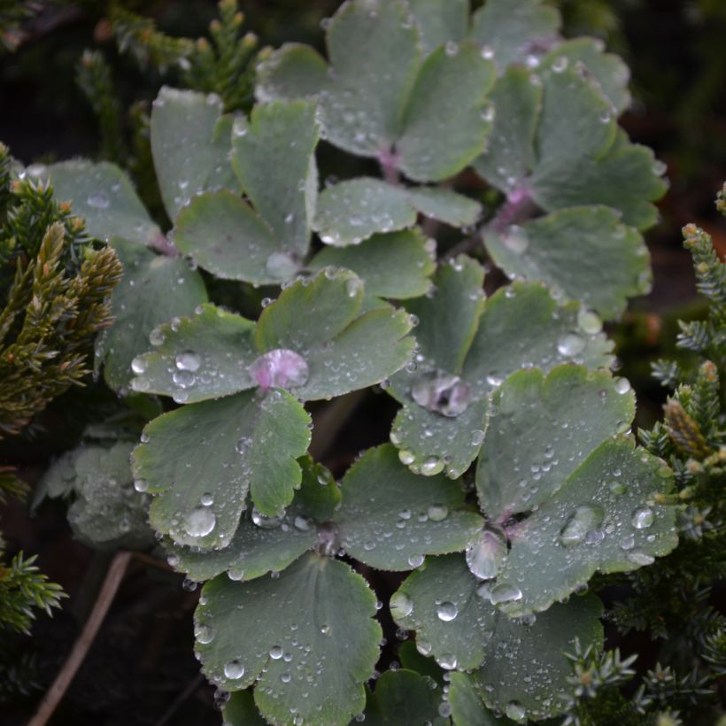 Akileija White Barlow (Lehvistö)