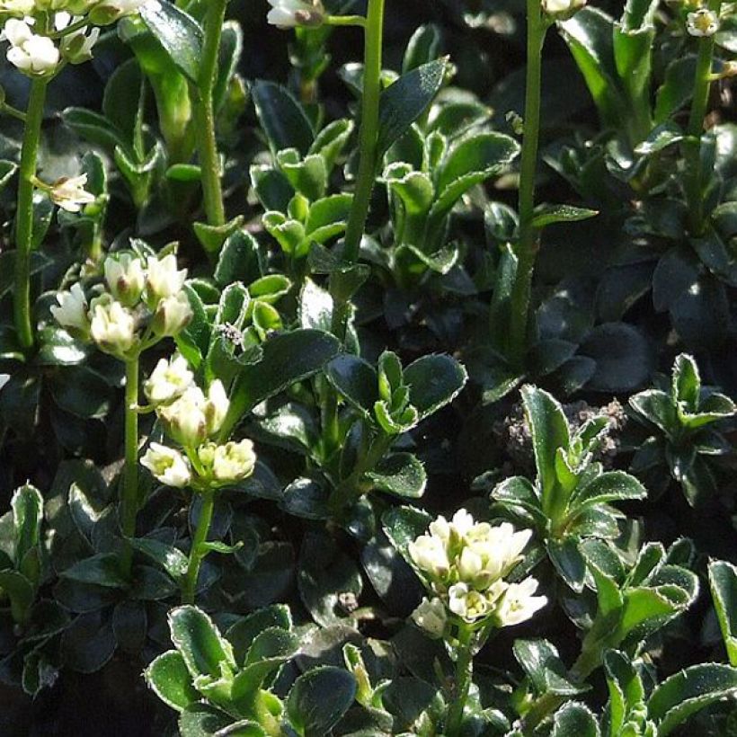 Pitkäpalo - Arabis ferdinandi coburgii (Lehvistö)