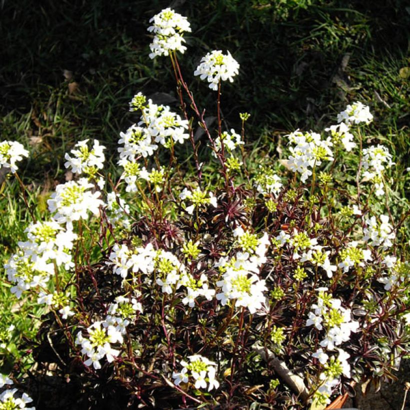 Pitkäpalo - Arabis ferdinandi coburgii (Kukinta)