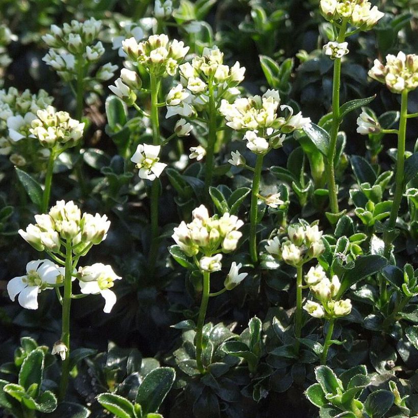 Pitkäpalo - Arabis ferdinandi coburgii (Kasvutapa)