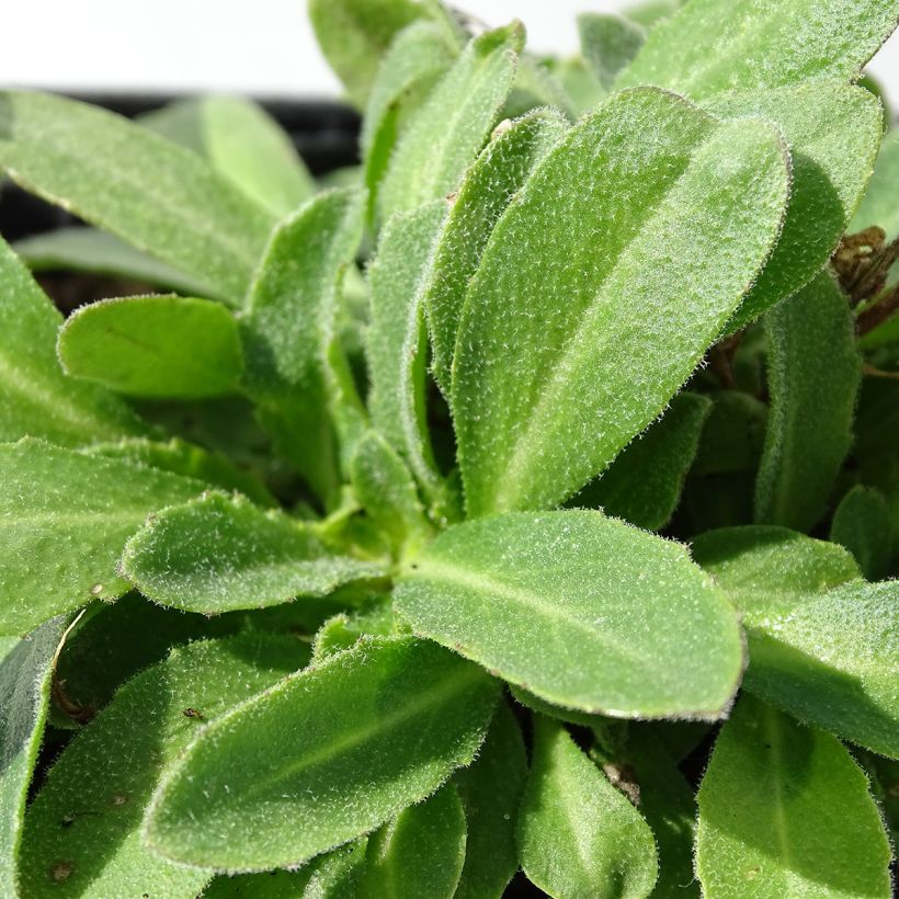 Kevätpitkäpalko - Arabis blepharophylla (Lehvistö)