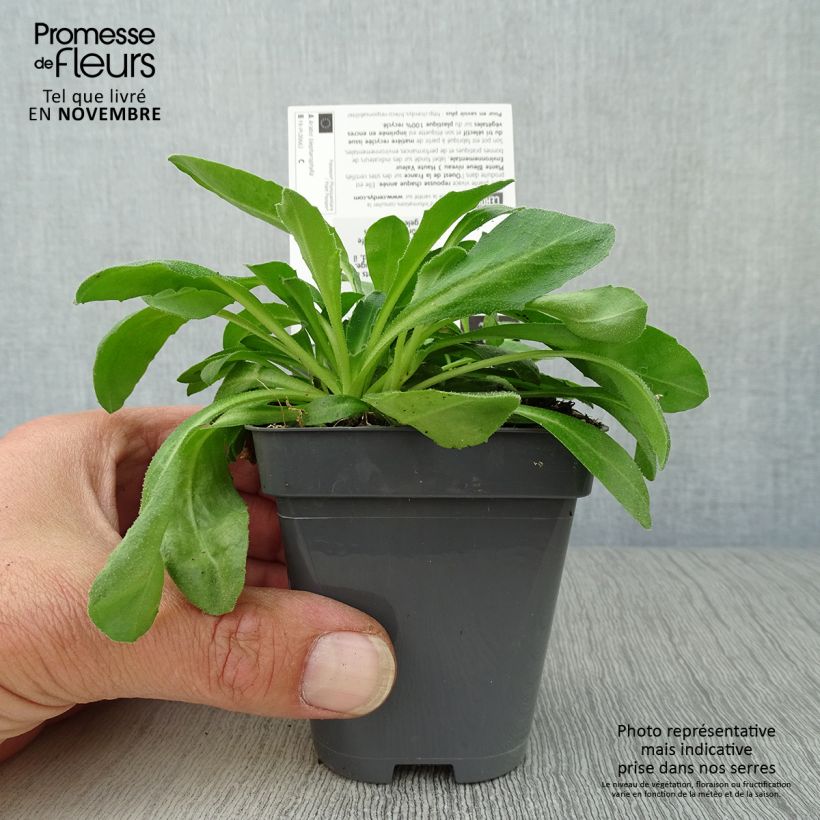 Esimerkki syksyllä toimitetusta Kevätpitkäpalko - Arabis blepharophylla 8/9 cm taimiruukku-taimesta