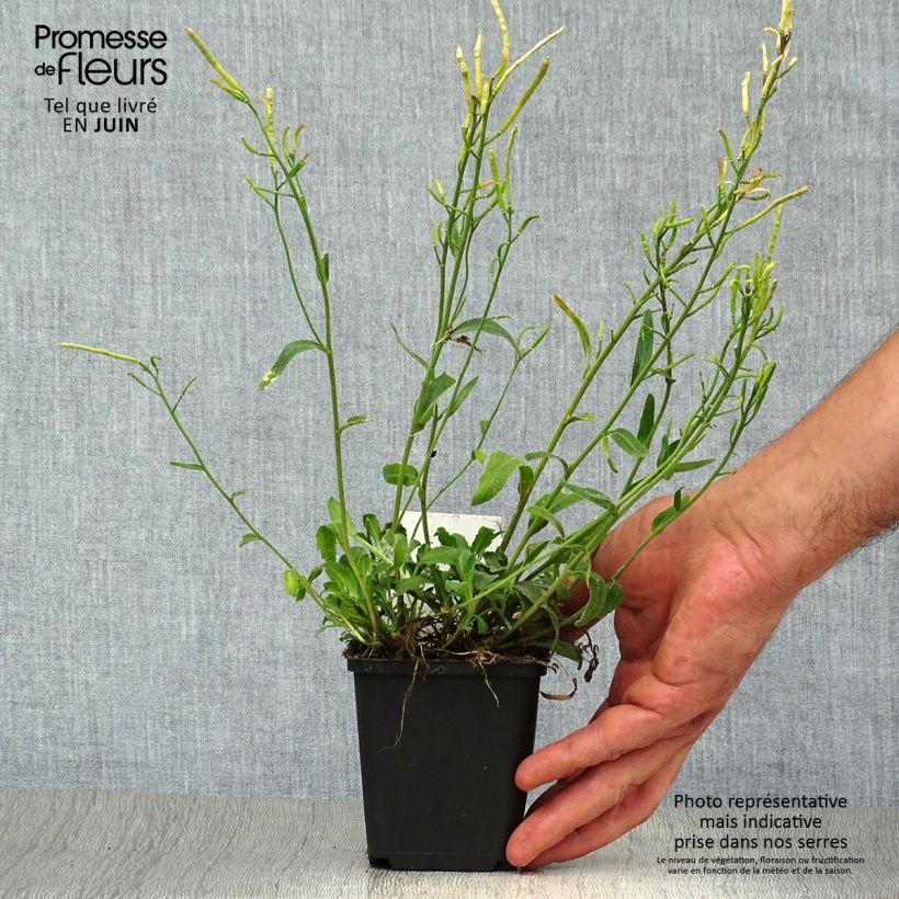 Esimerkki kesällä toimitetusta Kevätpitkäpalko - Arabis blepharophylla Godet de 8/9 cm-taimesta