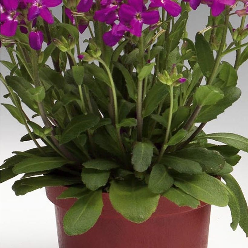 Kevätpitkäpalko Rose Delight (Lehvistö)