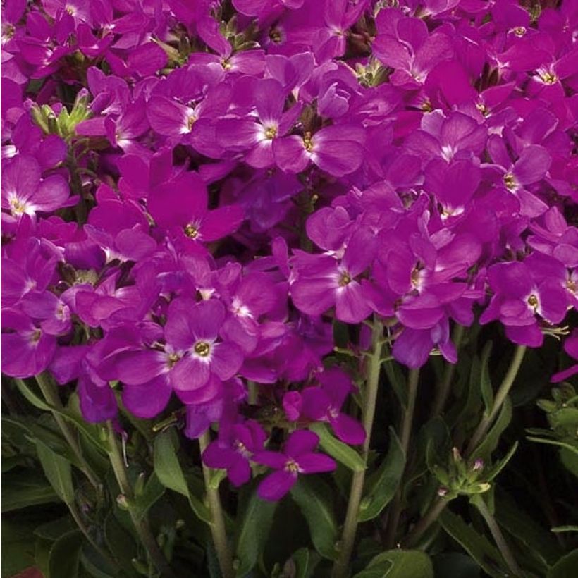 Kevätpitkäpalko Rose Delight (Kukinta)