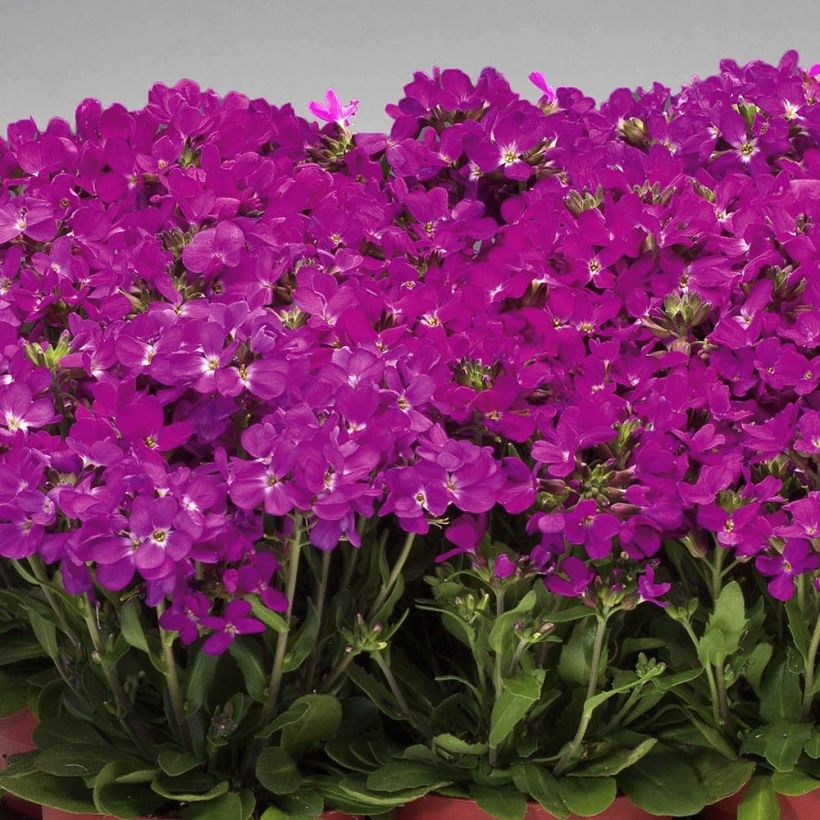 Kevätpitkäpalko Rose Delight (Kasvutapa)