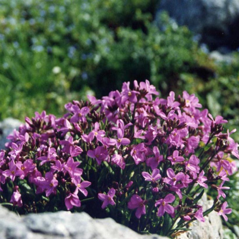 Kevätpitkäpalko - Arabis blepharophylla (Kukinta)