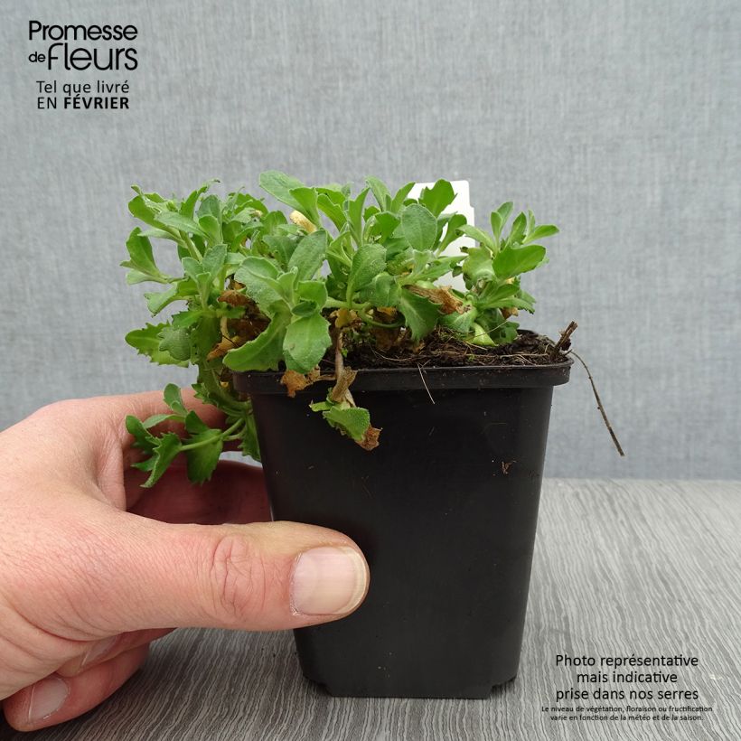 Esimerkki talvella toimitetusta Kaukasianpitkäpalko Hedi Godet de 8/9 cm-taimesta