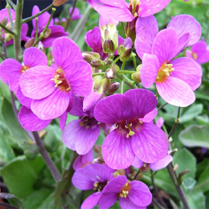 Kaukasianpitkäpalko Pinkie (Kukinta)