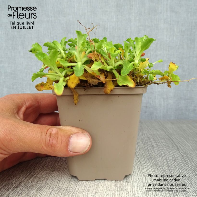 Esimerkki kesällä toimitetusta Kaukasianpitkäpalko Pinkie Godet de 8/9 cm-taimesta