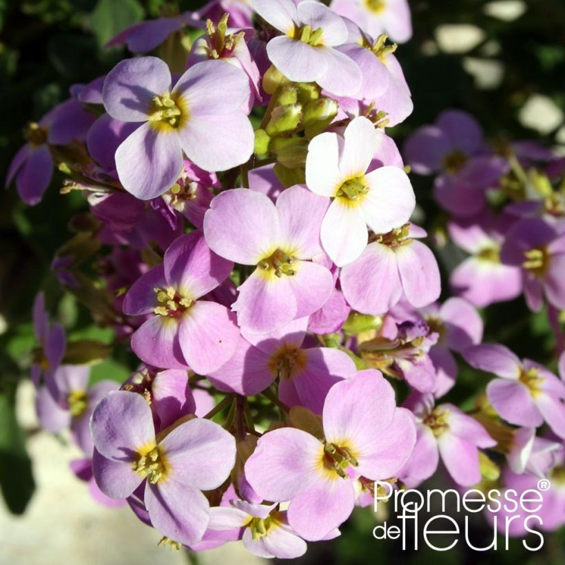 Kaukasianpitkäpalko Rosea (Kukinta)