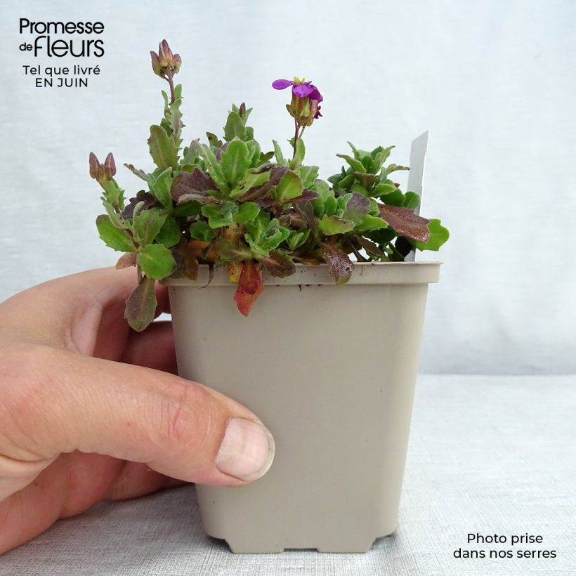 Esimerkki kesällä toimitetusta Kaukasianpitkäpalko Rosea Godet de 8/9 cm-taimesta