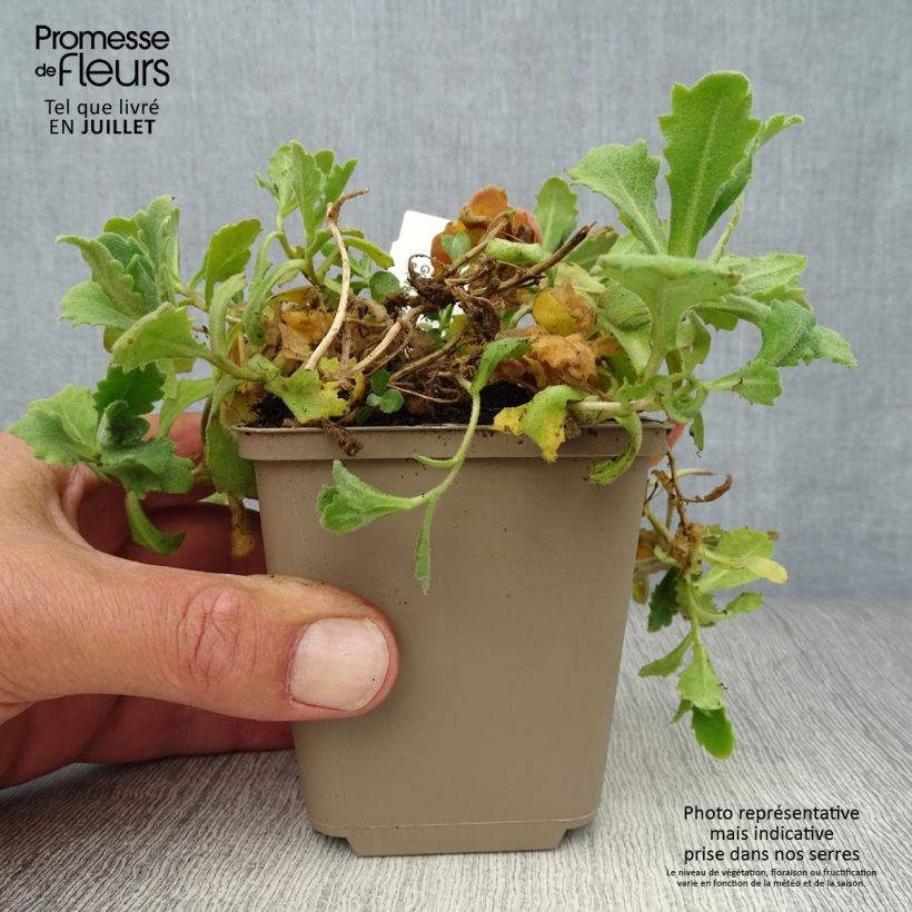 Esimerkki kesällä toimitetusta Kaukasianpitkäpalko Plena Taimiruukku 7/8 cm-taimesta