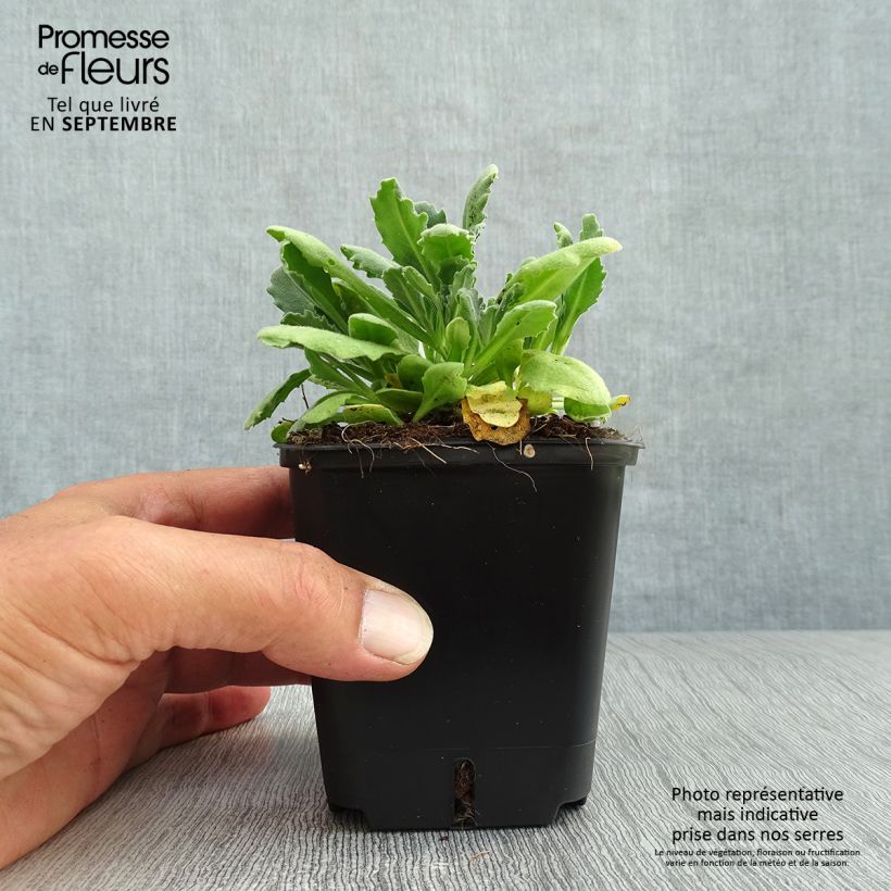 Esimerkki syksyllä toimitetusta Kaukasianpitkäpalko Snowball 8/9 cm taimiruukku-taimesta