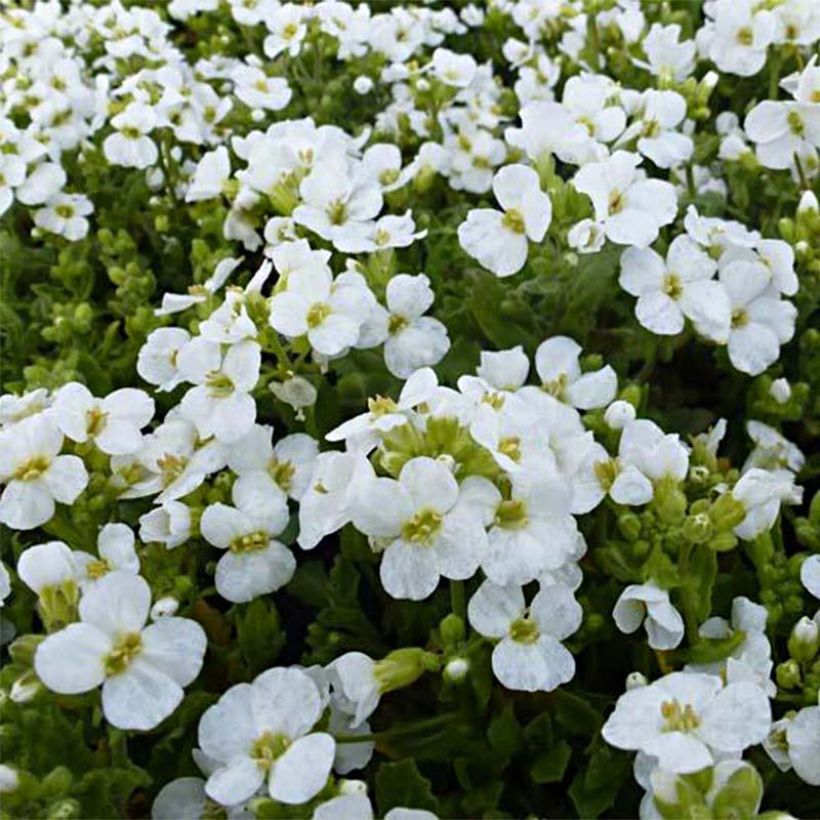 Kaukasianpitkäpalko Snowcap (Kukinta)