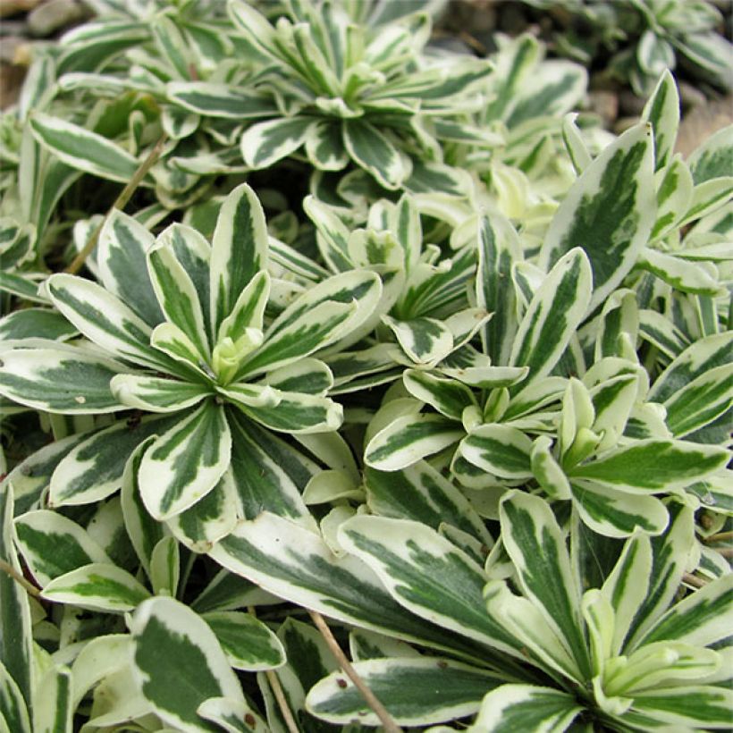 Pitkäpalo Variegata (Lehvistö)