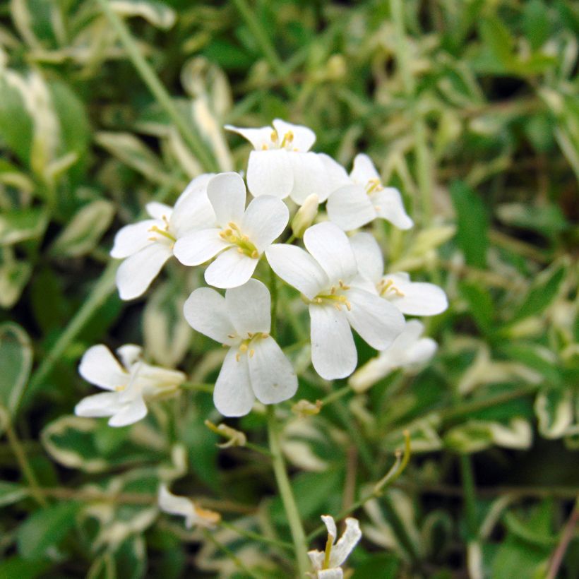 Pitkäpalo Variegata (Kukinta)