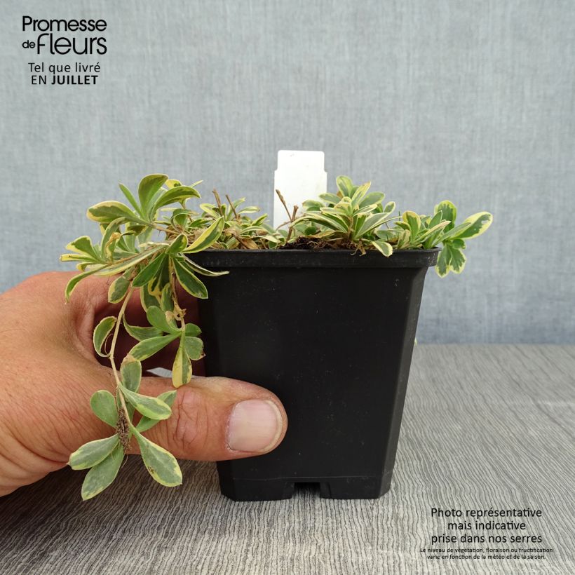 Esimerkki kesällä toimitetusta Pitkäpalo Variegata Taimiruukku 8/9 cm-taimesta