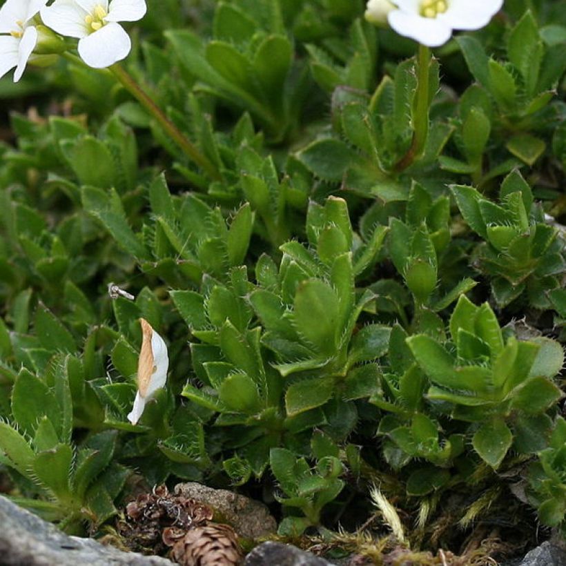 Pitkäpalo - Arabis scopoliana (Lehvistö)
