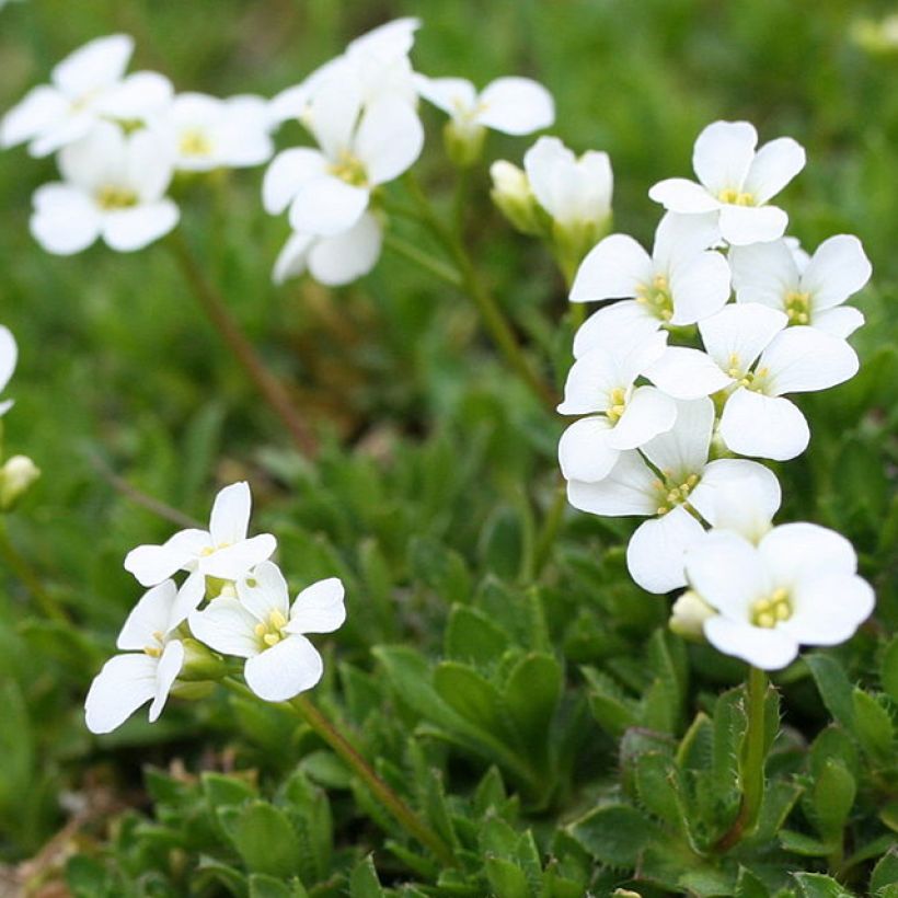 Pitkäpalo - Arabis scopoliana (Kukinta)