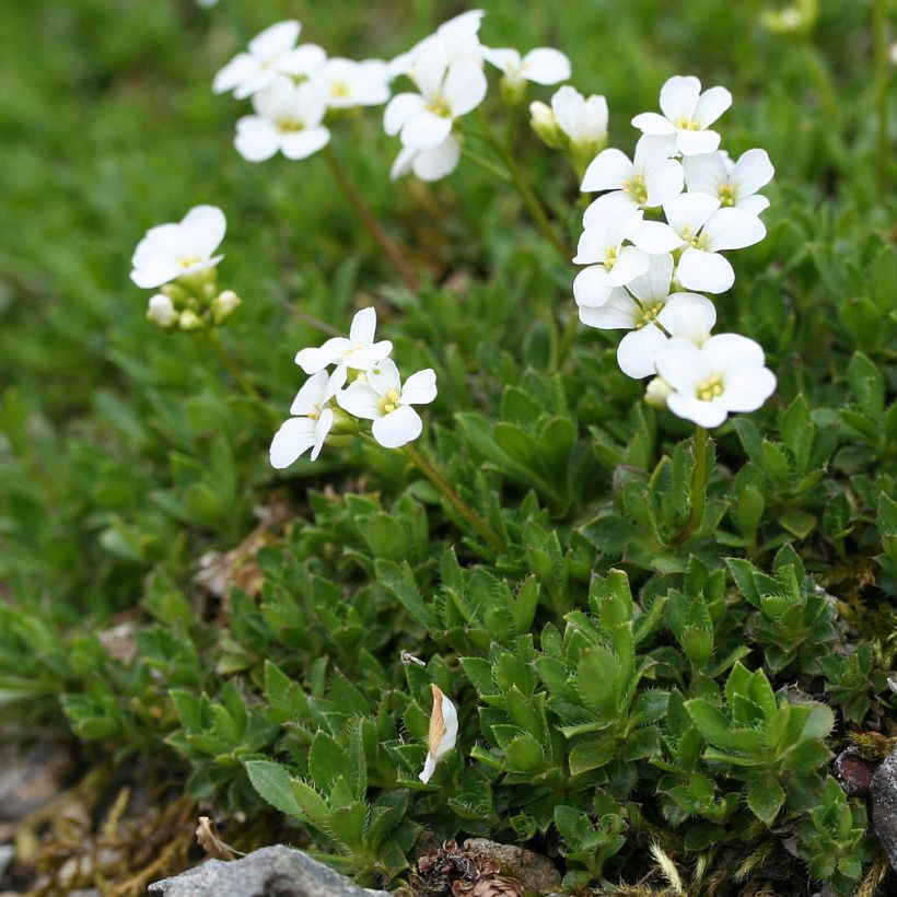 Pitkäpalo - Arabis scopoliana (Kasvutapa)
