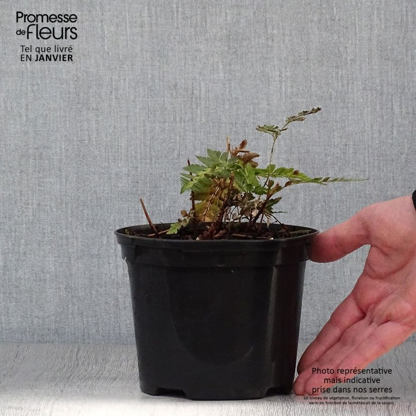 Esimerkki talvella toimitetusta Arachniodes simplicior Pot de 2L/3L-taimesta