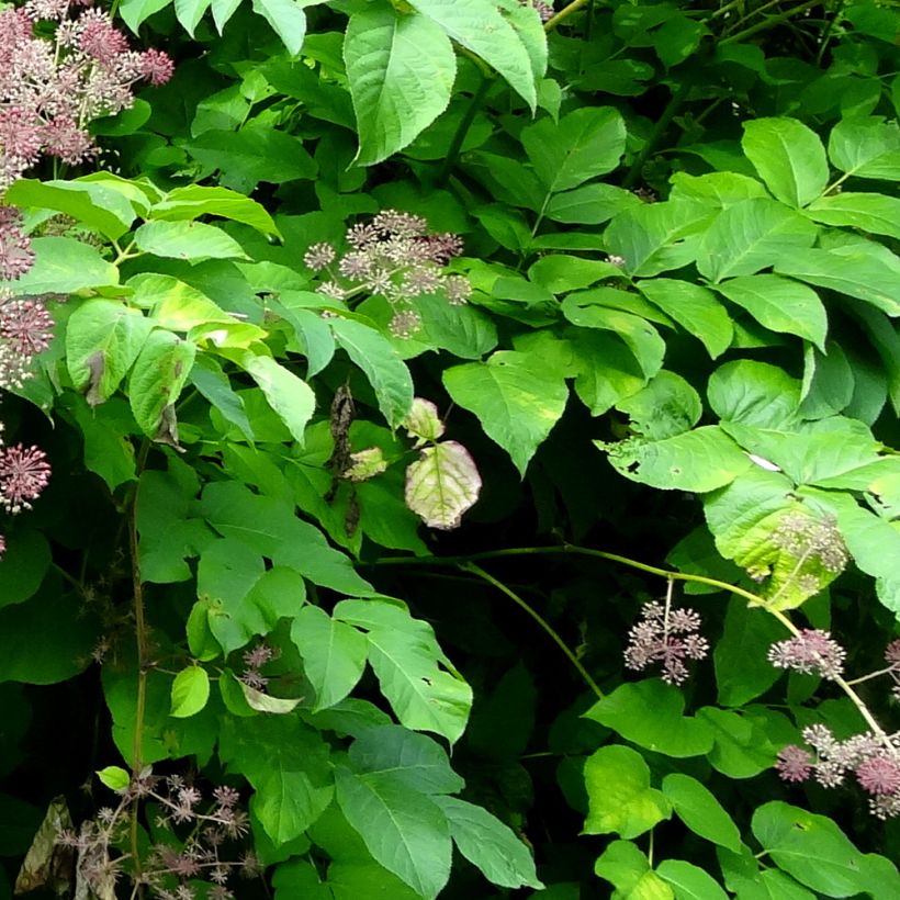Aralia californica (Lehvistö)